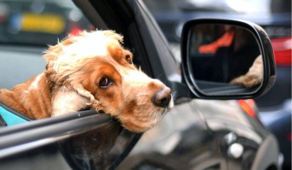 نصائح عند السفر مع الكلاب بالسيارة