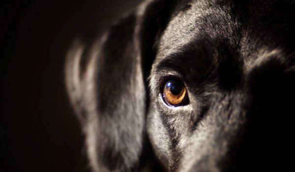 هل تستطيع الكلاب الرؤية في الظلام