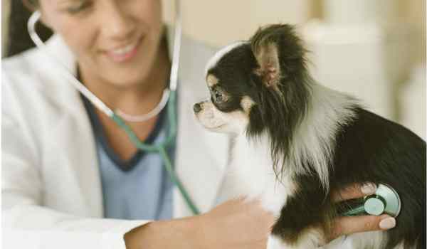 أعراض أمراض القلب في الكلاب