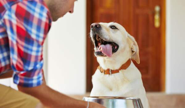 هل تطعم كلبك كمية الطعام الصحيحة