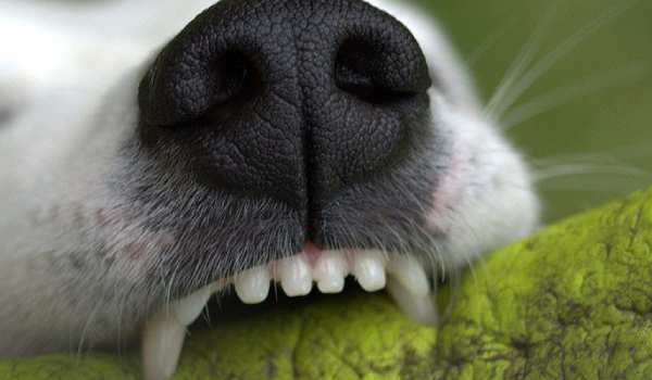 هل يسبب دراي فود الكلاب مشاكل الأسنان