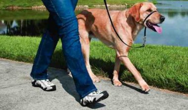 تدريب الكلب على المشي بالسلسلة