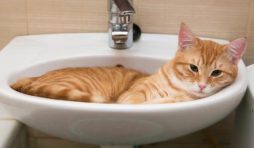 طريقة استحمام القطط