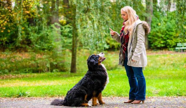 كيفية تدريب الكلاب على الطاعة بأسهل الطرق