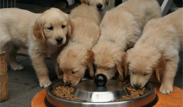 كيفية تغذية الكلاب