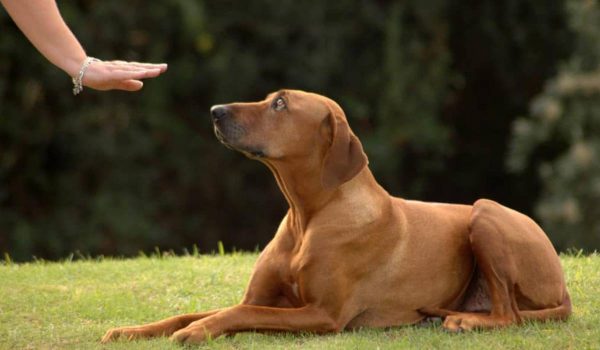 كيفية تنمية الطاعة في الكلب