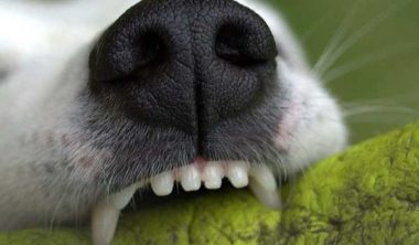 هل يسبب دراي فود الكلاب مشاكل الأسنان