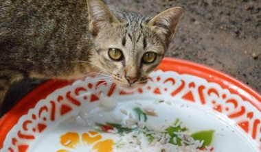 وصفات تساعدك في تحضير طعام القطط