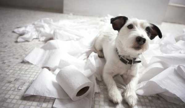 لماذا تأكل الكلاب المناديل الورقية والأوراق