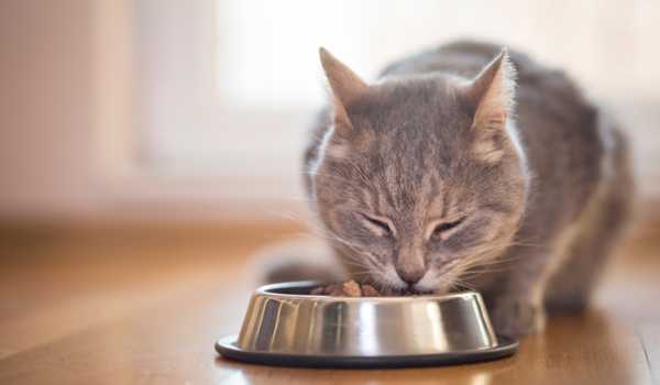 نصائح لاختيار أطباق طعام القطط