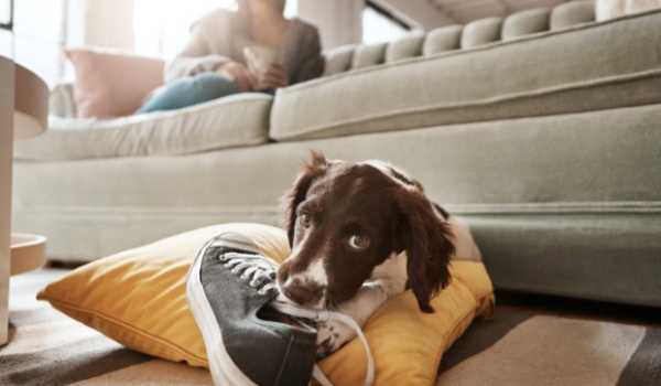 نصائح لمنع الكلاب من مضغ الأحذية والأثاث