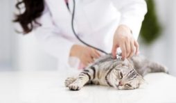 أمراض القطط وكيفية علاجها