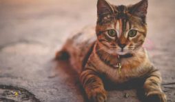 ما هي أمراض القطط الشائعة