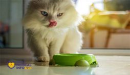ماذا تأكل القطط الشيرازي