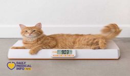 وزن القطط