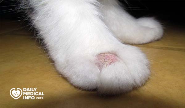 علامات وأعراض قوباء القطط