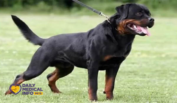 الروت وايلر الروسي أو الصربي Serbian Rottweiler