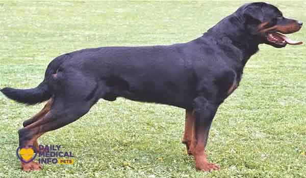 الروت وايلر الروماني Roman Rottweilers