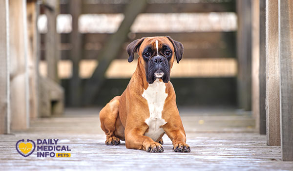كلب البوكسر الألماني German Boxer Dog