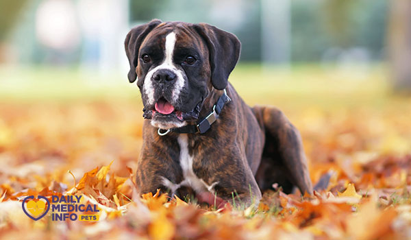 كلب البوكسر البني المخطط Brindle Boxer Dog