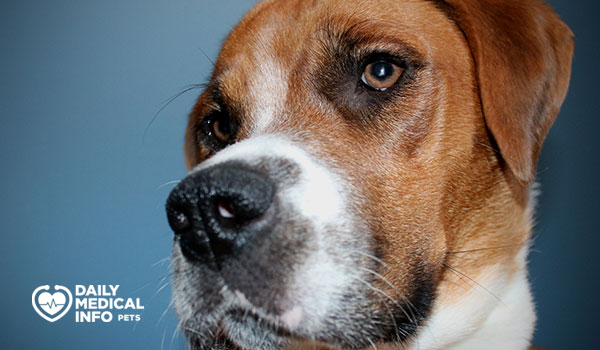 كلب بوكسر بيجل الهجين Boxer Beagle Mix