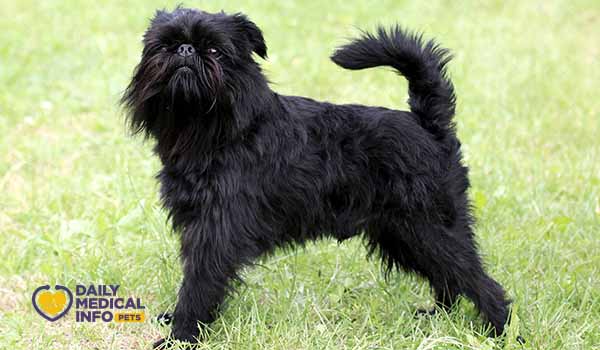 كلب جريفون أسود