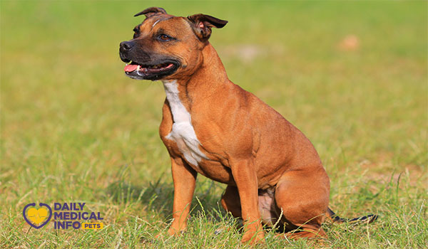 كلب الستافوردشاير بول ترير Staffordshire Bull Terrier