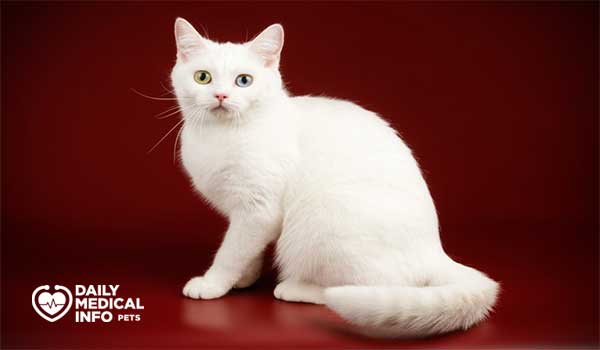 القط الأمريكي قصير الشعر الأبيض