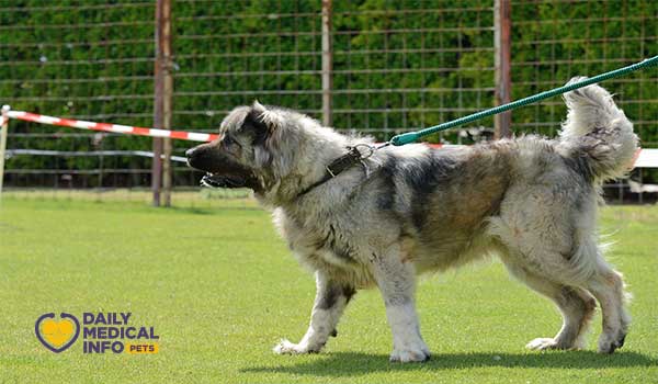 تدريب الكلب القوقازي