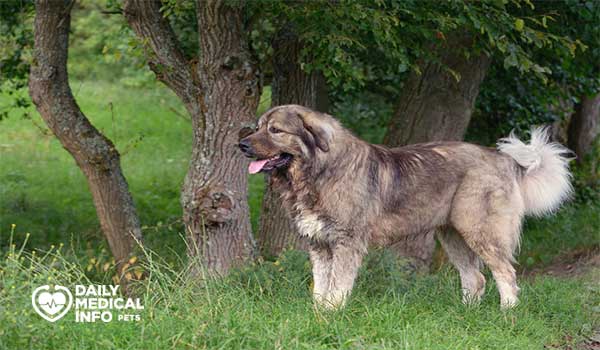 كلب السهول القوقازي