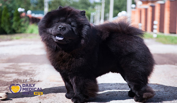 كلب تشاو تشاو الأسود