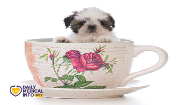 كلب شيتزو كوب الشاي Teacup Shih Tzu