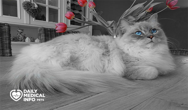 قط راغدول الأزرق ذو القفازات