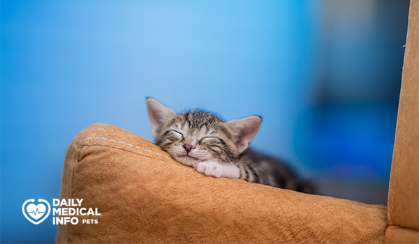 ما سبب خرخرة القطط عند النوم