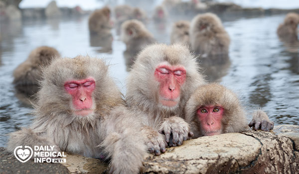 المكاك الياباني Japanese macaque